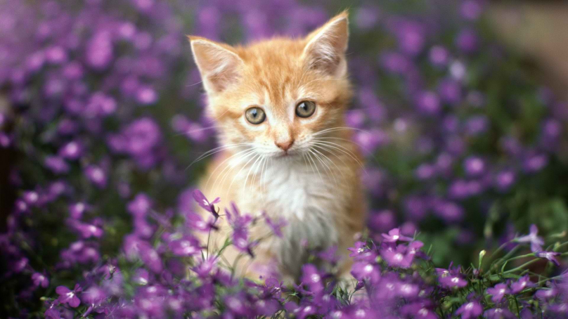 Cats Spring Wallpapers - Wallpaper Cave